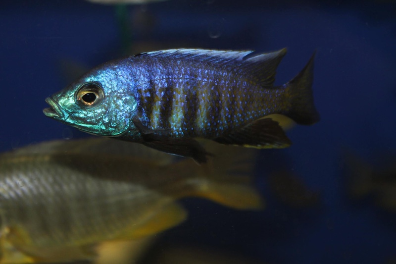 Copadichromis verduyni 'Chidunga Rocks'